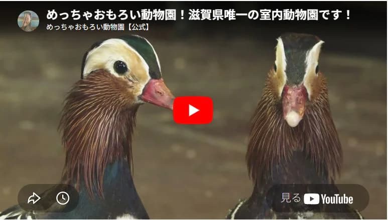 めっちゃおもろい動物園PR動画の制作イメージ